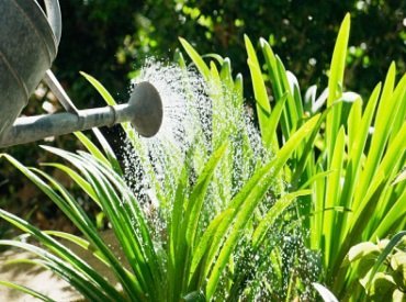 Plant & Animal Micronutrients and Fertilizers Wholesale Chemicals Manufacturer & Distributor in Kenya Africa - Euro Industrial Chemicals